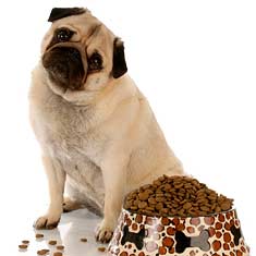 What Is The Best Dog Food What Is The Best Dog Food