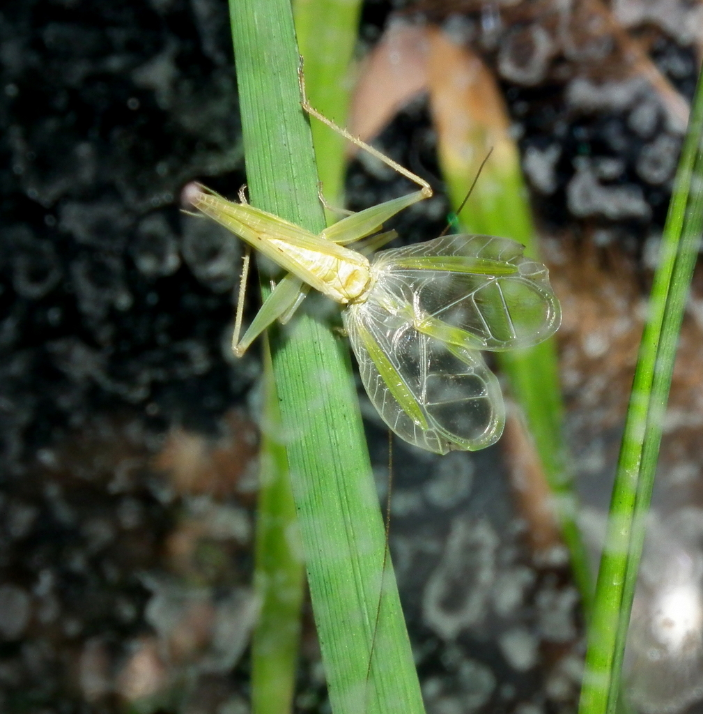 Listening in Nature Fourspotted Tree Crickets more tales from the