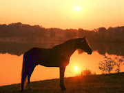 Horse wallpapers