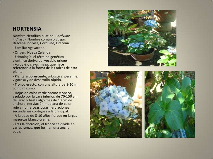 Hortensia