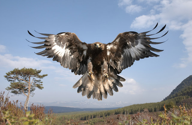 eagle, eagle desktop wallpapers