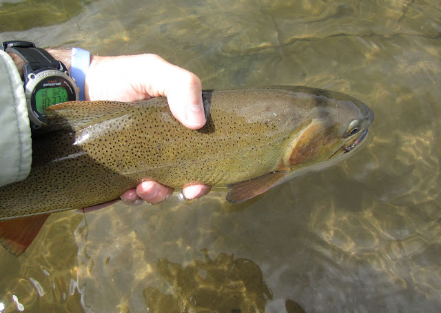 Snake+River+Cutthroat+in+Roaring+Fork+River+Colorado.jpg