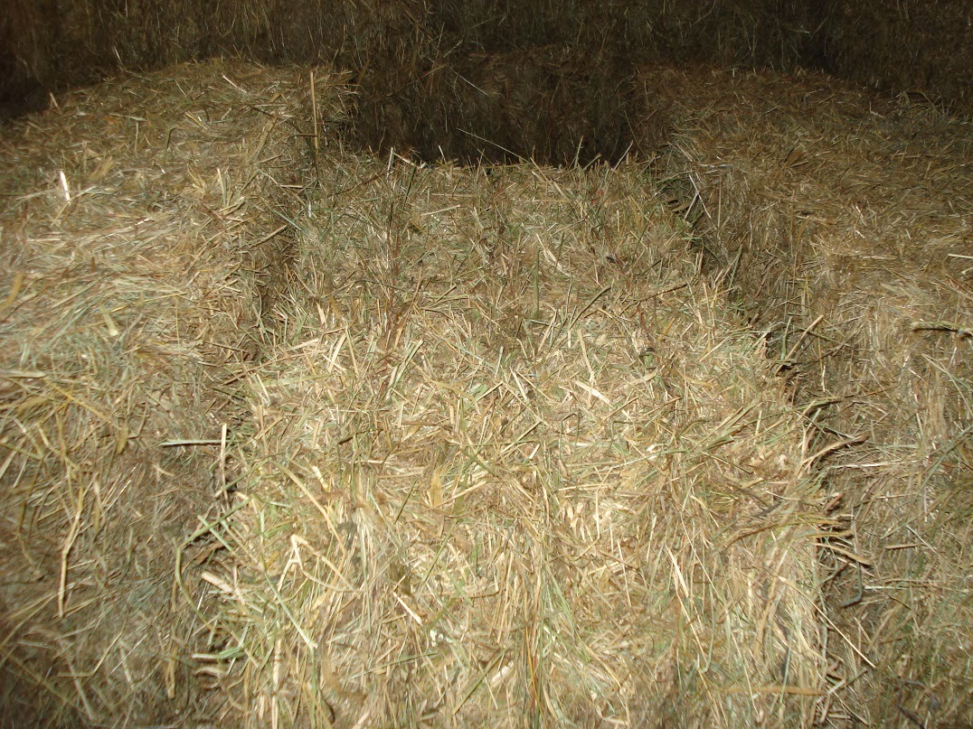 White House Farms Premium Horse Hay!