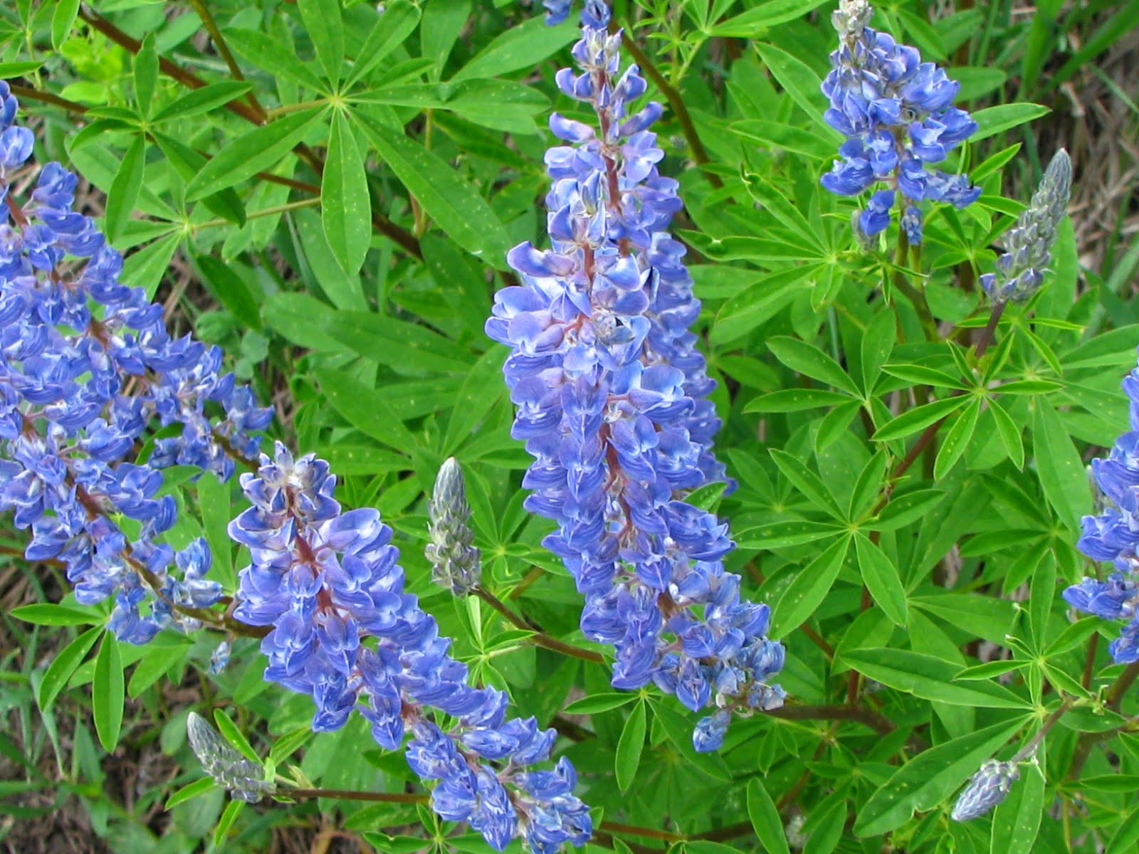 blue wildflowers