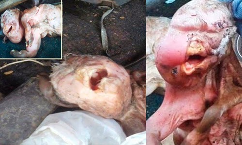 cabra nasce com aparência humana e criadores são acusados de terem