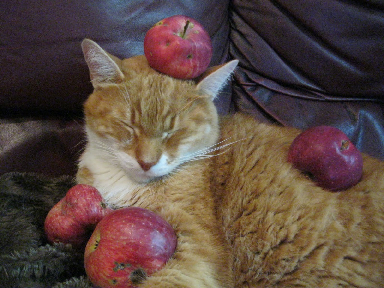 Afficher limage dorigine