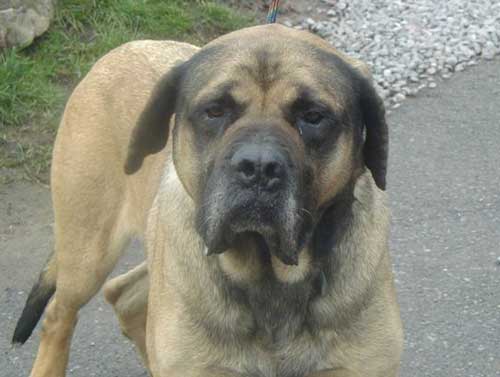 german shepherd mastiff mix mastiff german shepherd german shepherds german shepherd mastiff mix mastiff german shepherd german shepherds
