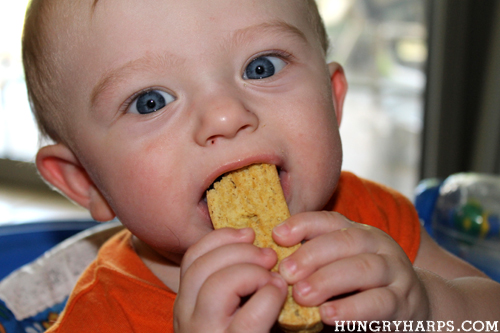 biscuit eaters