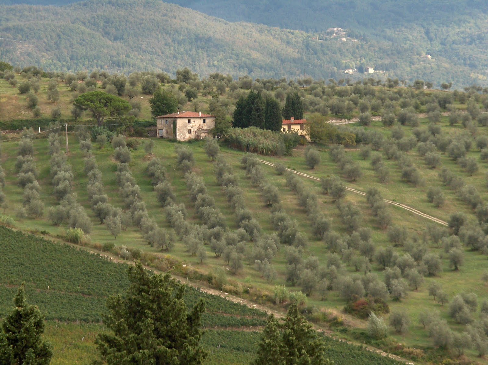 Cesco Trattoria Bethesda