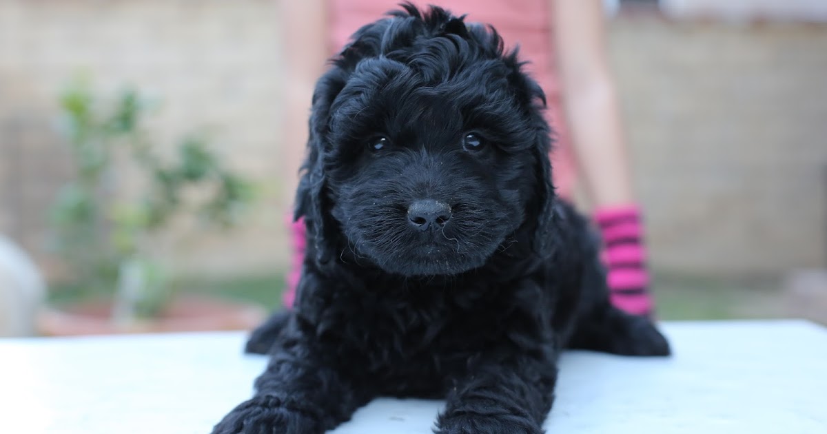 Faithful Doodles Lilly's 6 Week Old F2 Labradoodles Southern