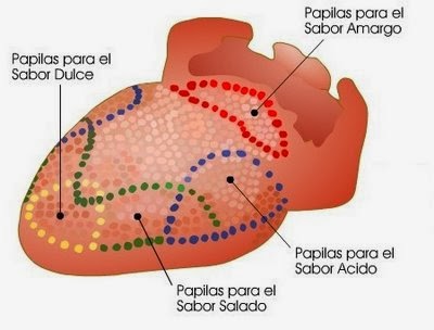 sabores lengua