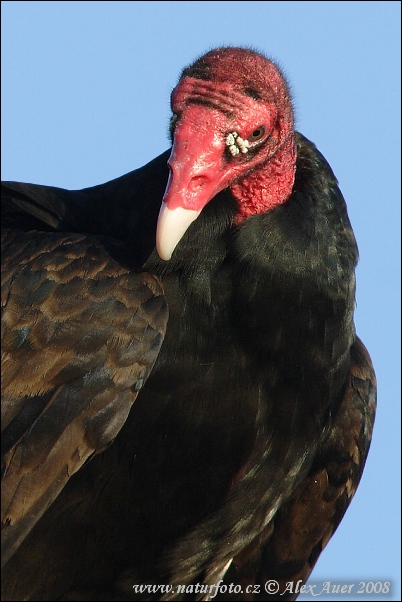 turkey-vulture-img_8059mw.jpg
