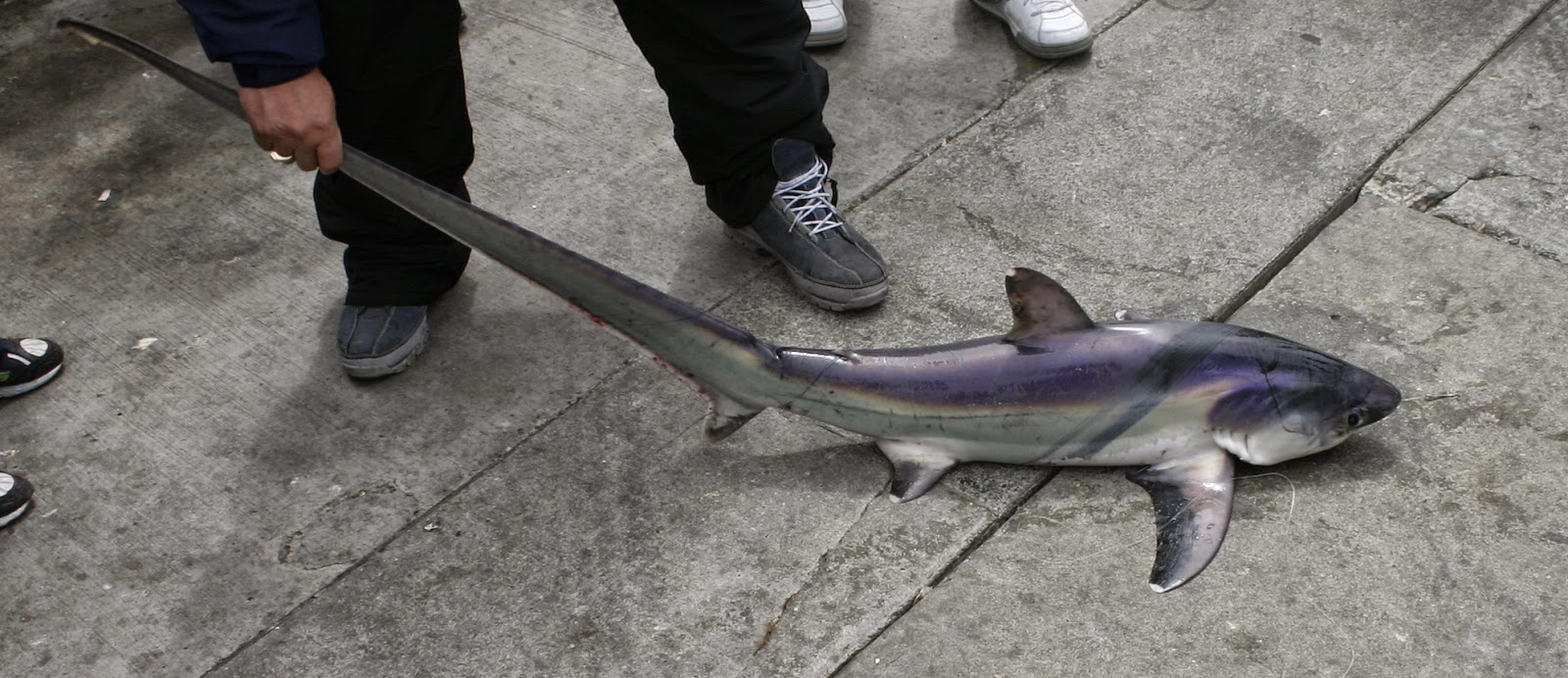 Best of nature: The Weirdest Types of Sharks in the World