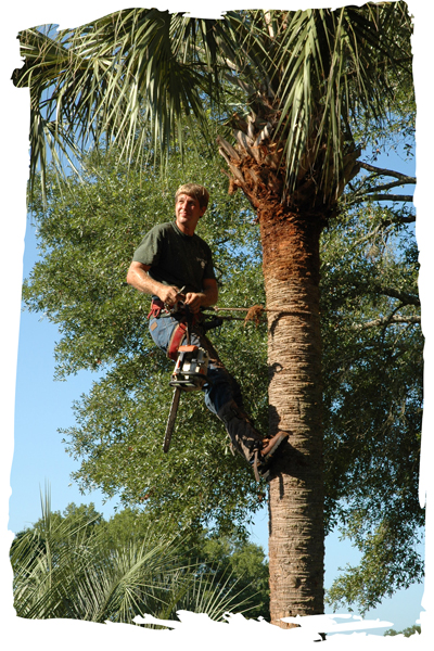 tree trimming