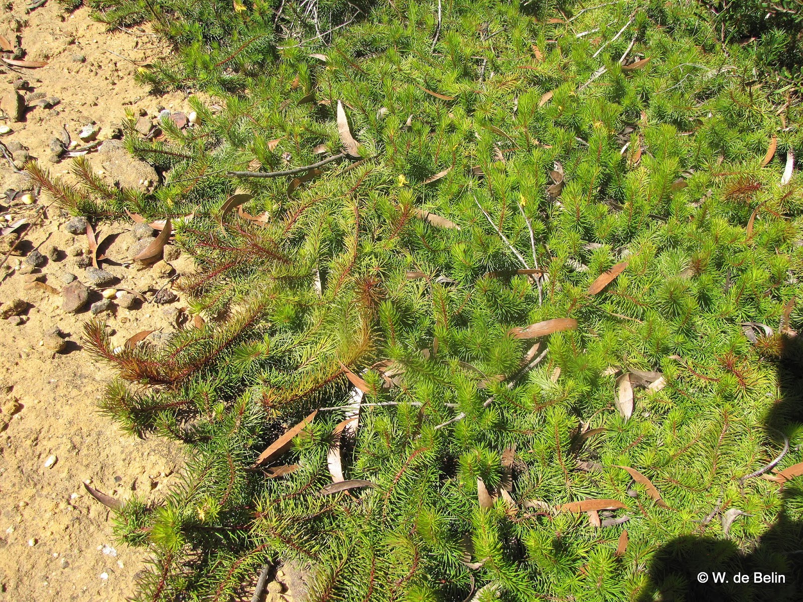Sydney�s Wildflowers and Native Plants Persoonia