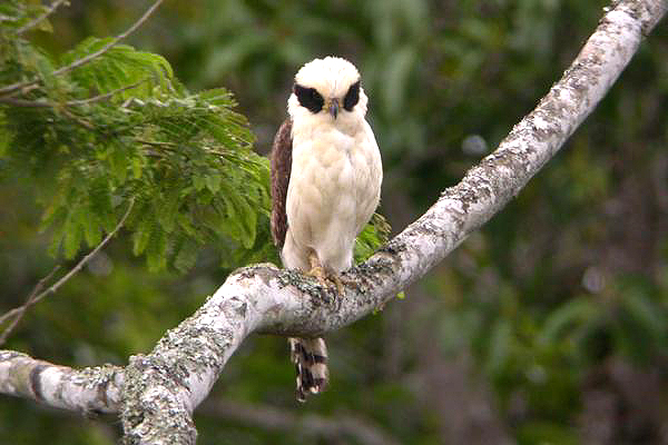 Bellas Aves de El Salvador Herpetotheres cachinnans (halcón guaco