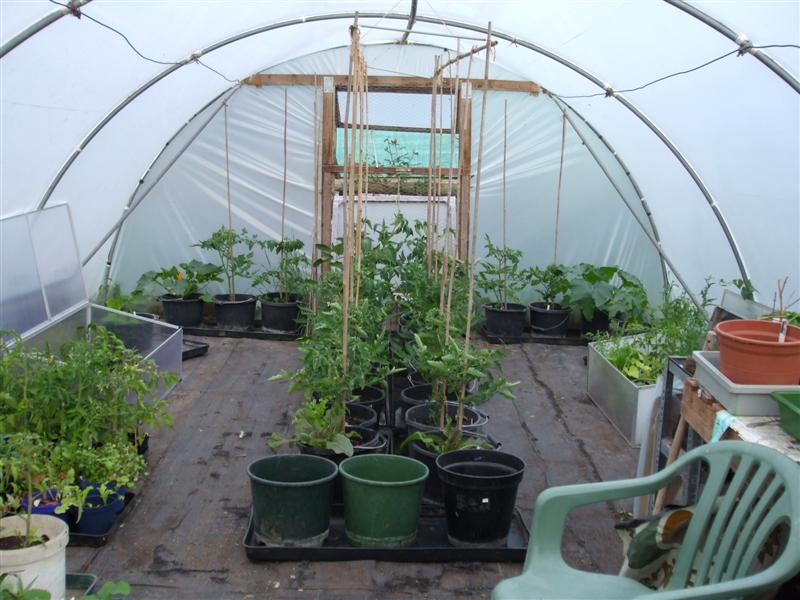 The Compost Bin Watering cans and easy watering in the polytunnel