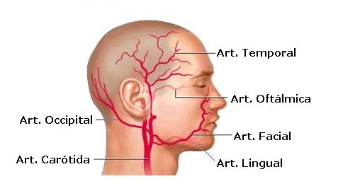 Carotida Externa
