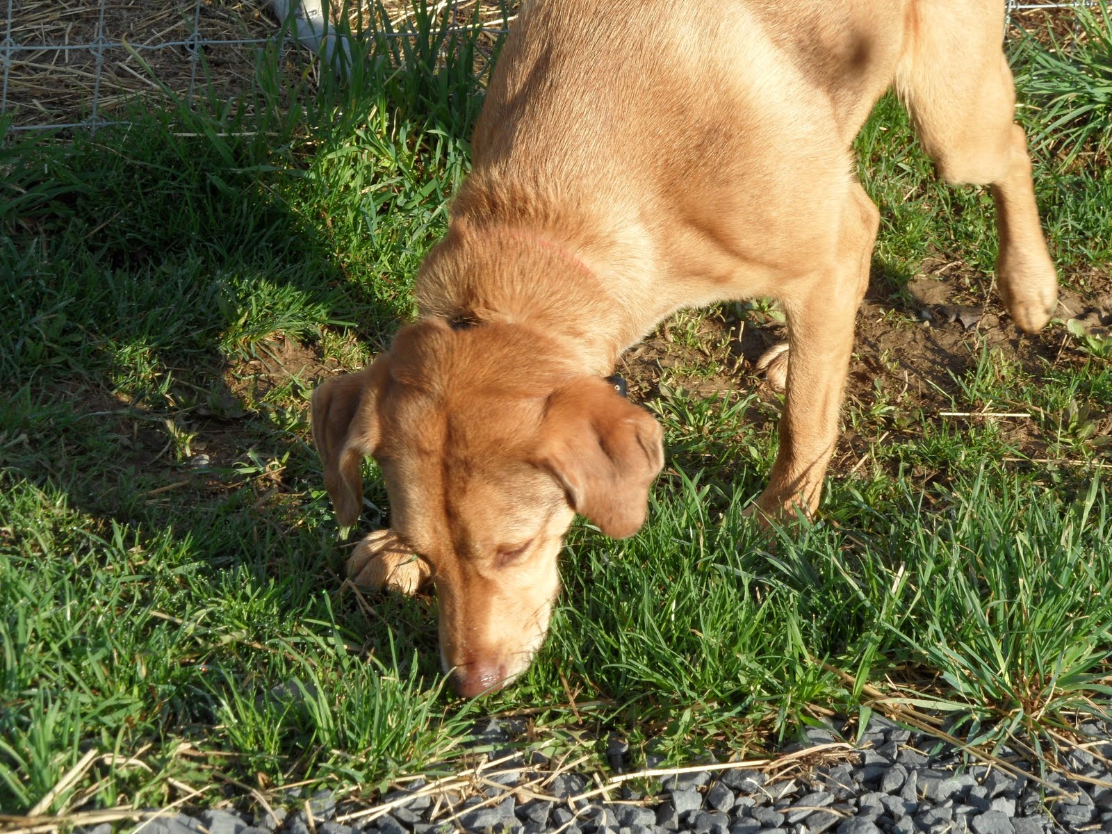 Why do dogs eat grass? Do they
