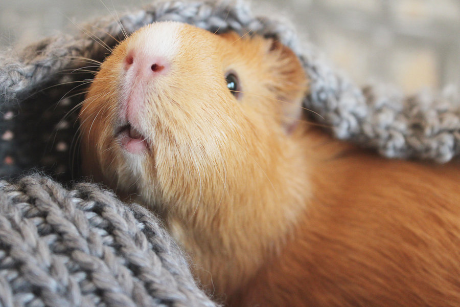 The Guinea Pig Daily Cinnamon