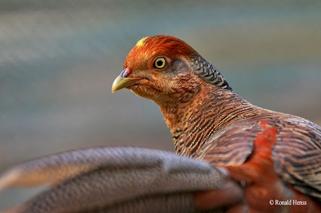 Vögel Vogelfotos Goldfasan Weibchen Vögel Vogelfotos Goldfasan Weibchen