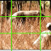 Understanding the Rule of Thirds