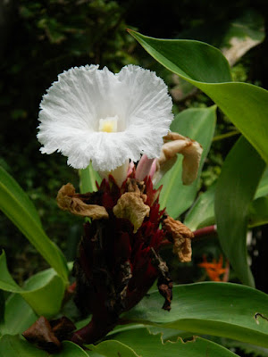 Crepe ginger Costus speciosus at Diamond Botanical Gardens Soufriere St. Lucia by garden muses-not another Toronto gardening blog