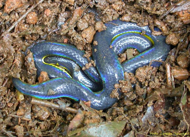 Amazing Colorful Snakes Most Beautiful Venomous Snakes of the World IridescentShieldtail Amazing Colorful Snakes Most Beautiful Venomous Snakes of the World
