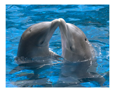 Love of Dolphins Pictures Love of Dolphins Pictures
