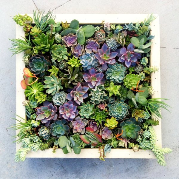 Exotic Plants Succulent Bowls