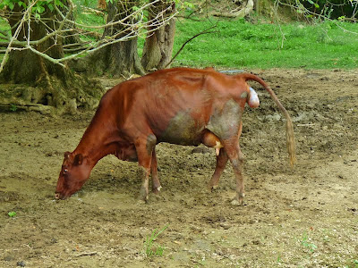 Expectant cow