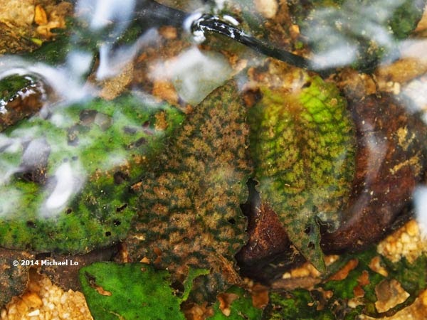 Crypt. striolata from new location at Sarekei (Central Sarawak, Nov. 2014)