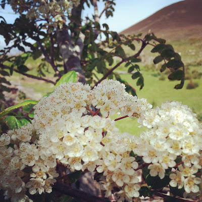 Spring Blossoms, Ireland. Photo by Elena Rosenberg. Spring Blossoms, Ireland. Photo by Elena Rosenberg.