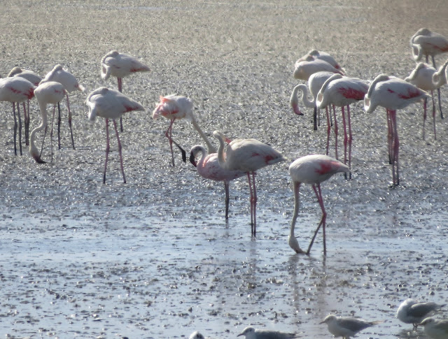 Lesser Flamingo - Spain