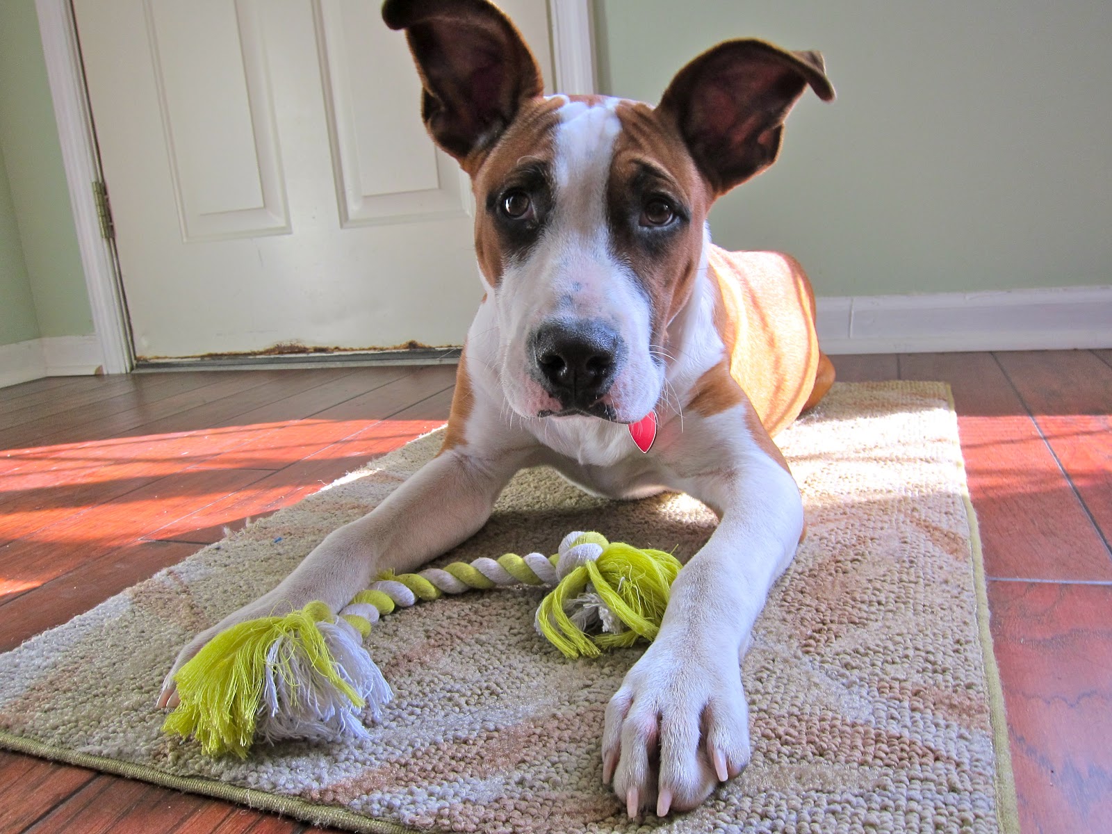 Quizzical Puppy