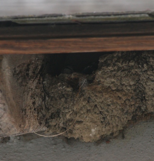 Action for Swifts Swifts nesting in House Martin nests