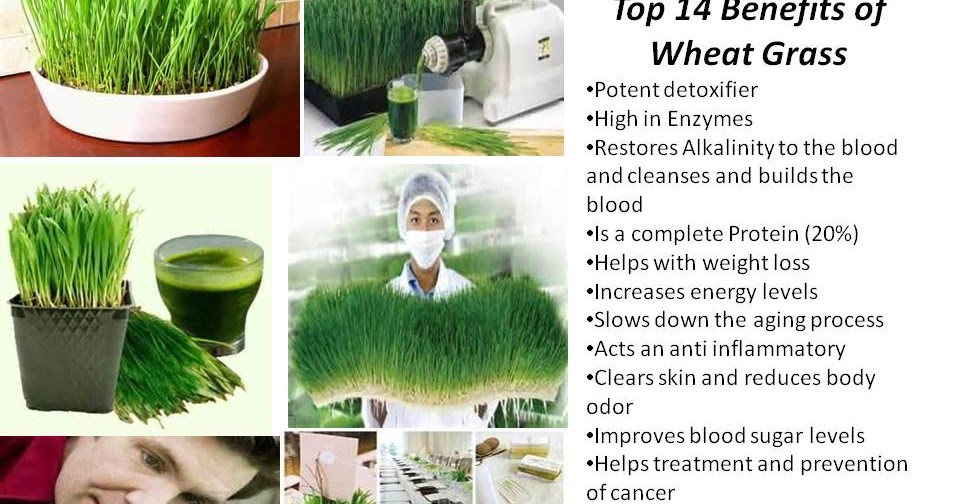 HEALTH AND NUTRITION FOR LIFE BENEFITS OF WHEATGRASS