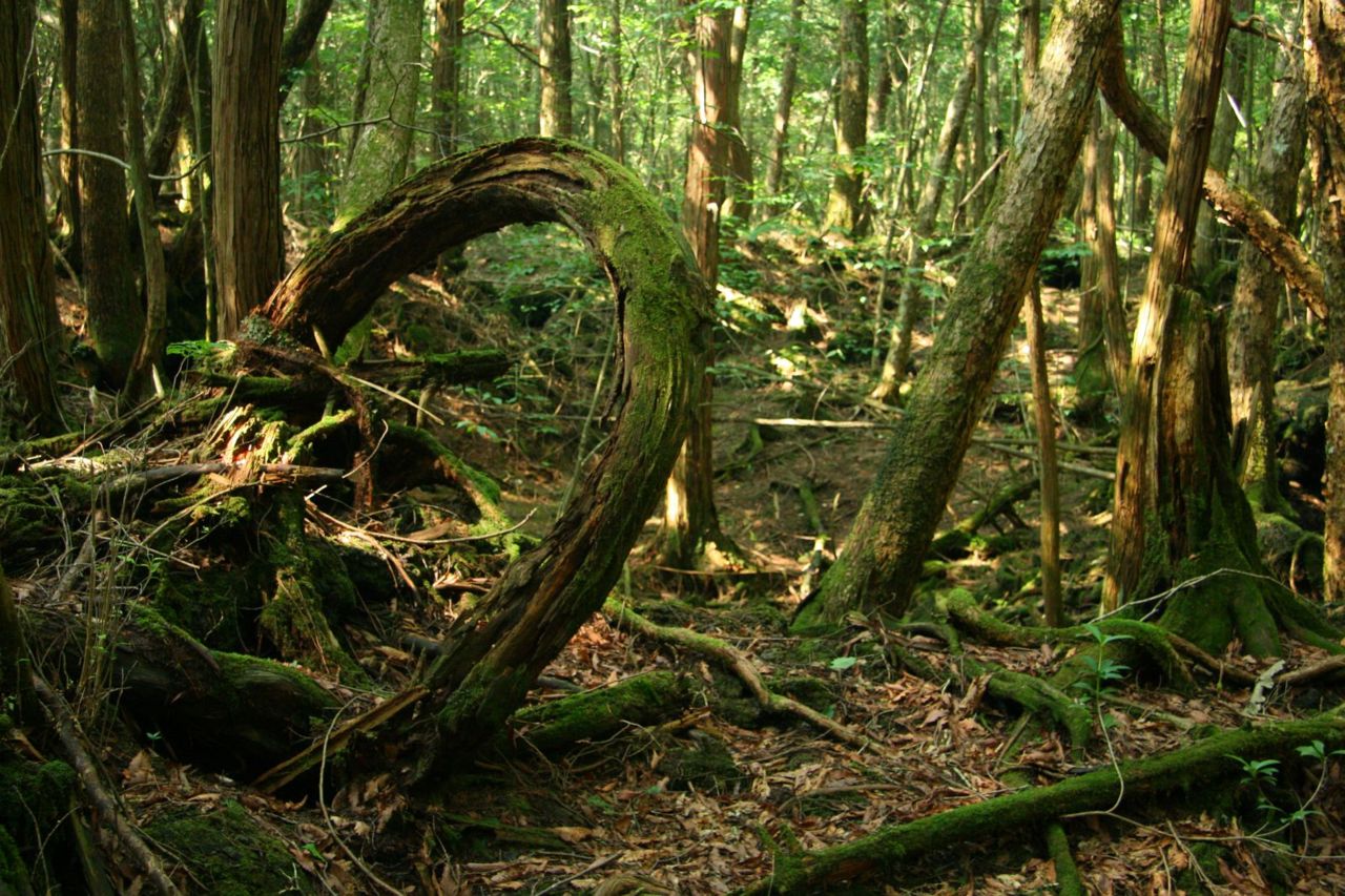 Aokigahara Forest