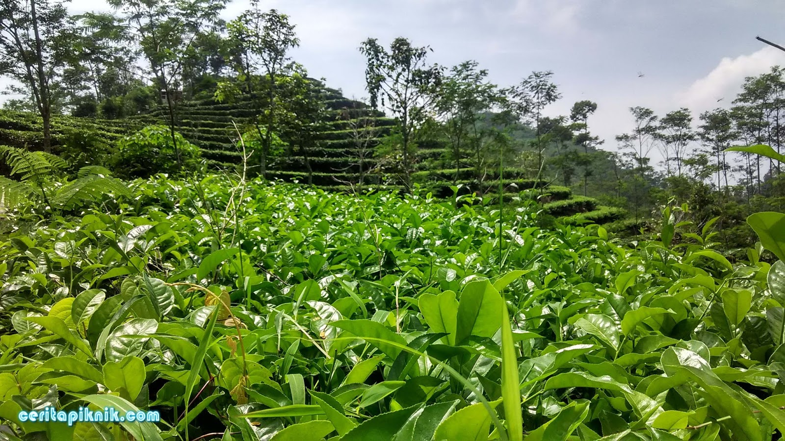 Kebun Teh Nglinggo Kulonprogo