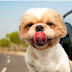 Things to keep in mind when travelling with pets