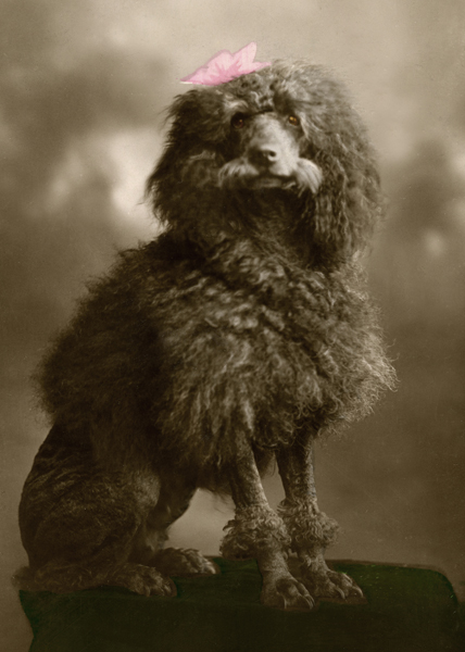 Gorgeous Vintage Dog Photos ~ vintage everyday