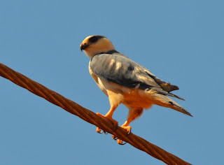 Pearl Kite, Gampsonyx swainsonii