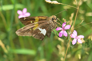 Silver-spotted Skipper, Saturday, May 30, 2015, 12:30:06 PM
