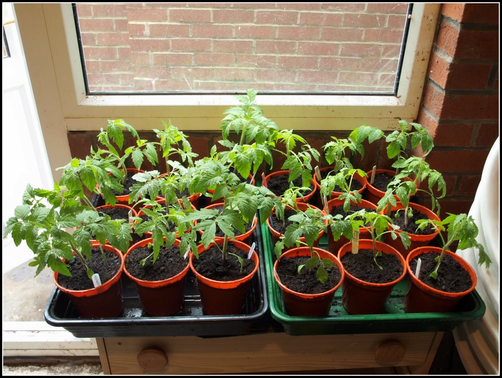 Mark's Veg Plot Pottingon the Tomatoes