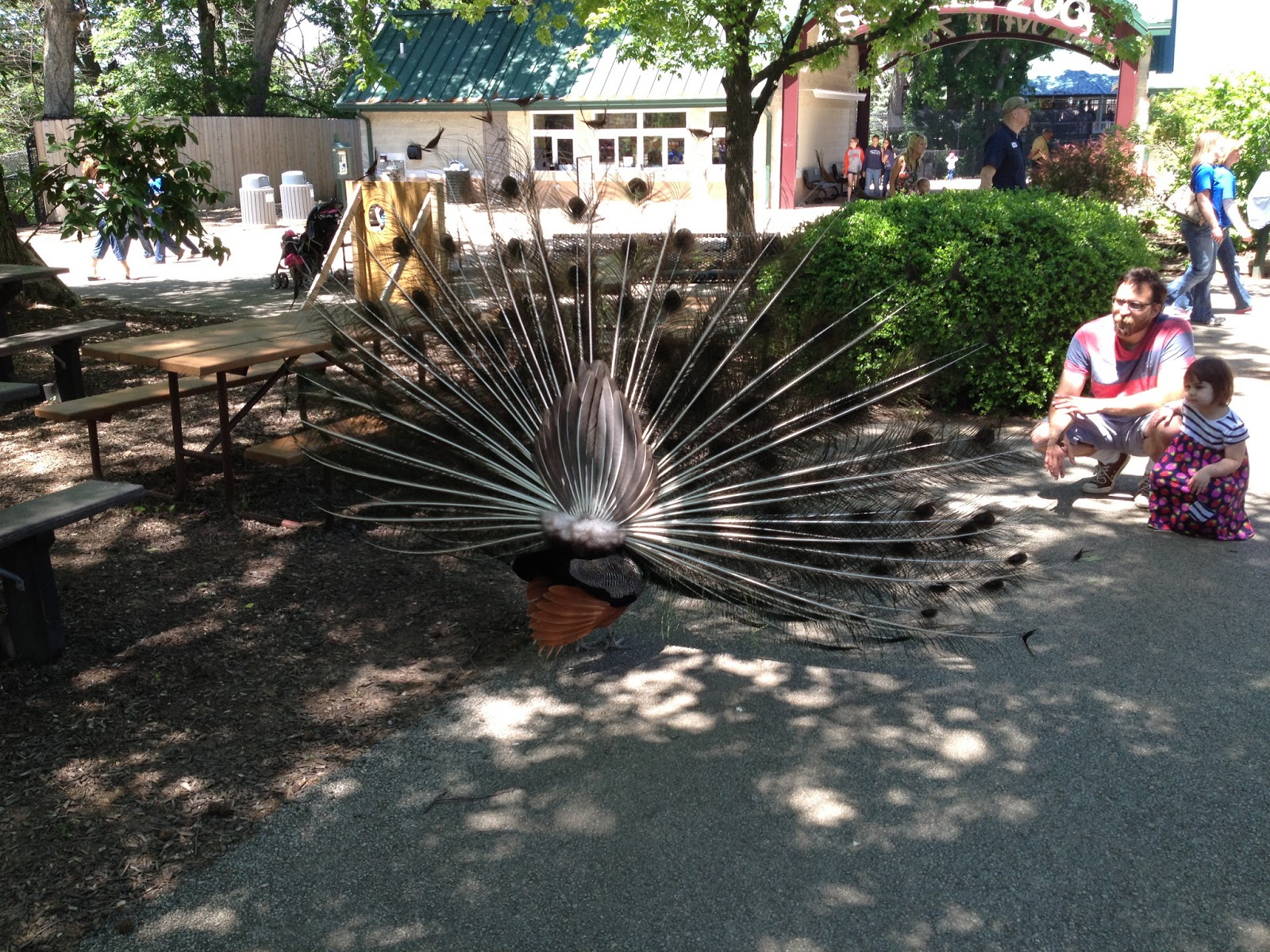 Afternoon at Scovill Zoo