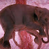 12 Wonderful Pictures of Unborn Animals in the Womb