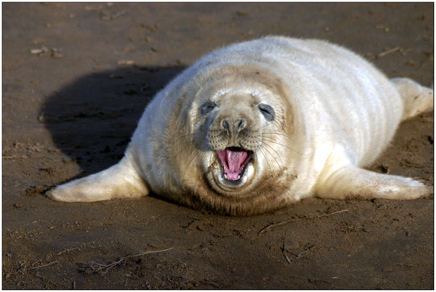 Lincolnshire Cam Seals on the Lincolnshire Coast.
