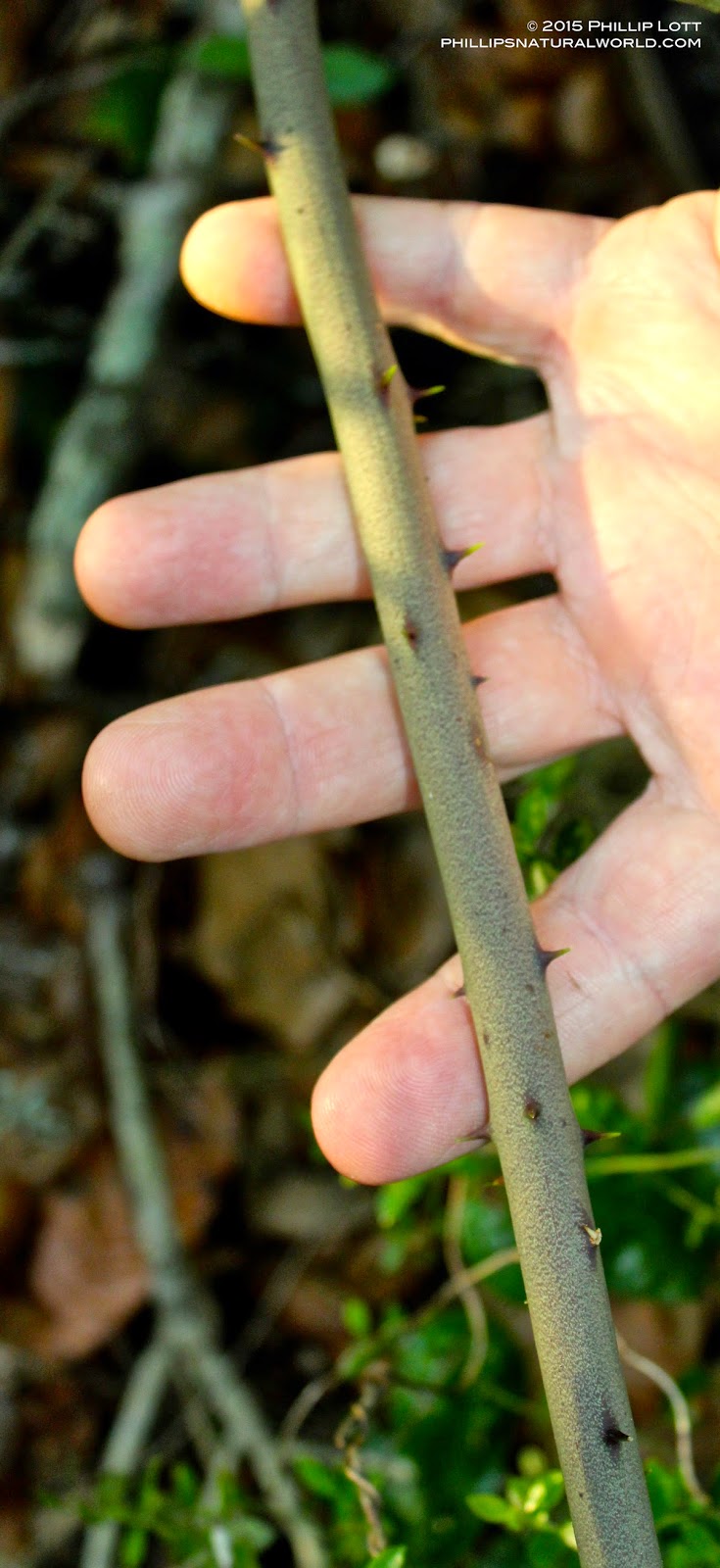 Florida�s Thorniest Natives Phillip�s Natural World