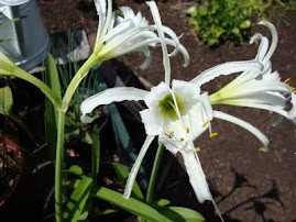 Peruvian Daffodil