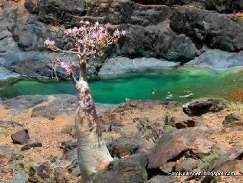 Si Cantik Mawar Gurun Di Tepi Tebing Sungai Si Cantik Mawar Gurun Di Tepi Tebing Sungai